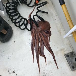 Meet your Posher, Chet